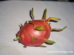 Description: http://www.krishibangla.com/mediafile/image/horticulture%20photo%20gal/Dragon-fruit-red2-R.jpg