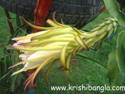 Description: http://www.krishibangla.com/mediafile/image/horticulture%20photo%20gal/Initial-stage-of-flowering-.jpg