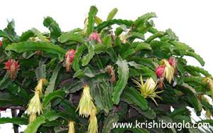Description: http://www.krishibangla.com/mediafile/image/horticulture%20photo%20gal/dragon-fruit-tree-R.jpg