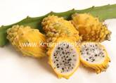 Description: http://www.krishibangla.com/mediafile/image/horticulture%20photo%20gal/dragon-fruit-yellow-R.jpg