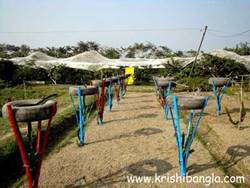 Description: http://www.krishibangla.com/mediafile/image/horticulture%20photo%20gal/dragon-fruit-distance-R.jpg