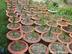 Description: http://www.krishibangla.com/mediafile/image/horticulture%20photo%20gal/Dragon-fruit-plant-in-pot-R.jpg