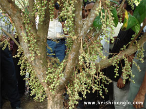 Description: http://www.krishibangla.com/mediafile/image/horticulture%20photo%20gal/latkan-fruit.jpg