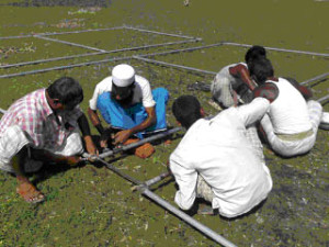 Description: cage culture-cage