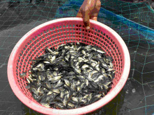 Description: cage culture-tilapia