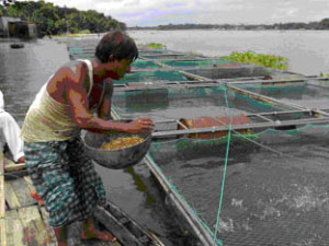 Description: cage culture-feeding