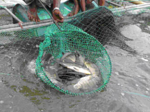 Description: cage culture-harvest