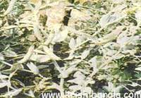 Description: http://krishibangla.com/mediafile/image/Fosol%20utpadan/green-pea%28-paodari-meldao%29.jpg