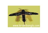 Description: http://krishibangla.com/mediafile/image/Fosol%20utpadan/green-pea%28katue-poka%29.jpg