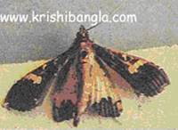 Description: http://krishibangla.com/mediafile/image/Fosol%20utpadan/Green-pea%28majra-poka%29.jpg